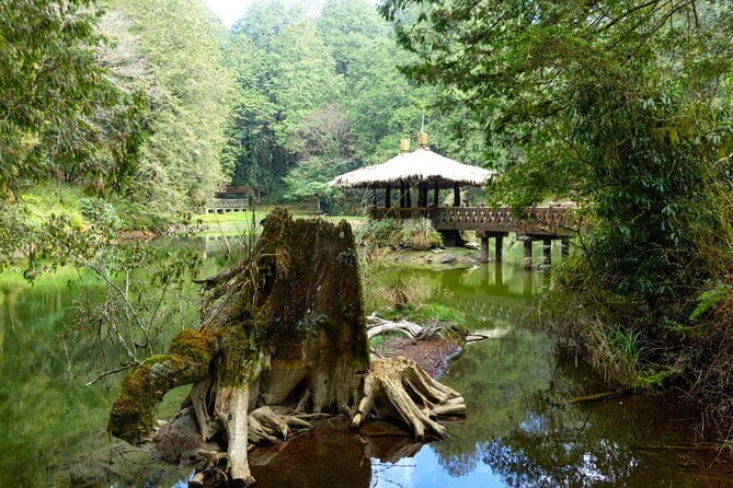 Alishan Join In Day Tour from Taichung (Incl. Park Entrance) - Starting at Taichung HSR Station at 8:00 am