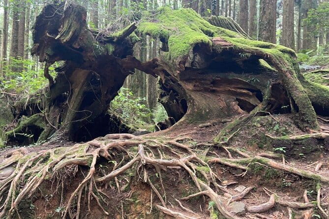 Alishan One Day Tour from Taichung - Starting at 7:30 am with a driver-guide