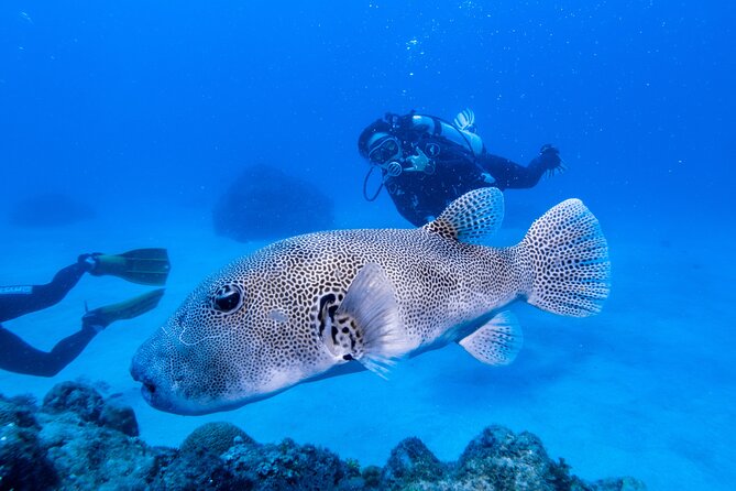 Discover Scuba Diving With Sea Turtles – Xiaoliuqiu, Taiwan - Is $83 a good value?