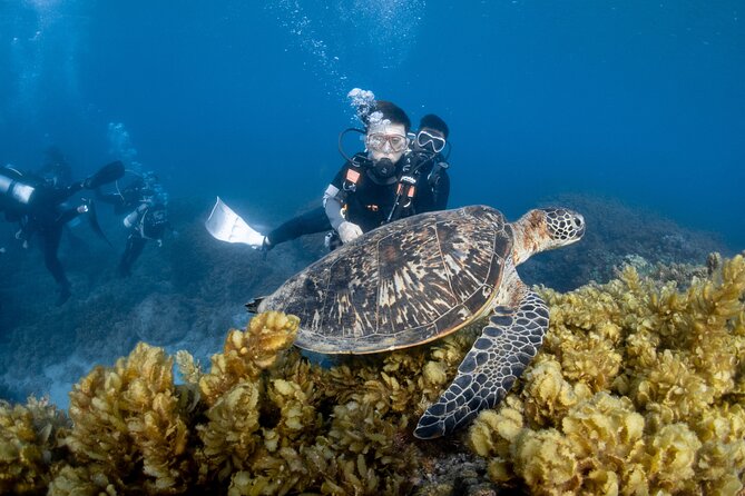 Discover Scuba Diving With Sea Turtles – Xiaoliuqiu, Taiwan - What happens during the two-hour session