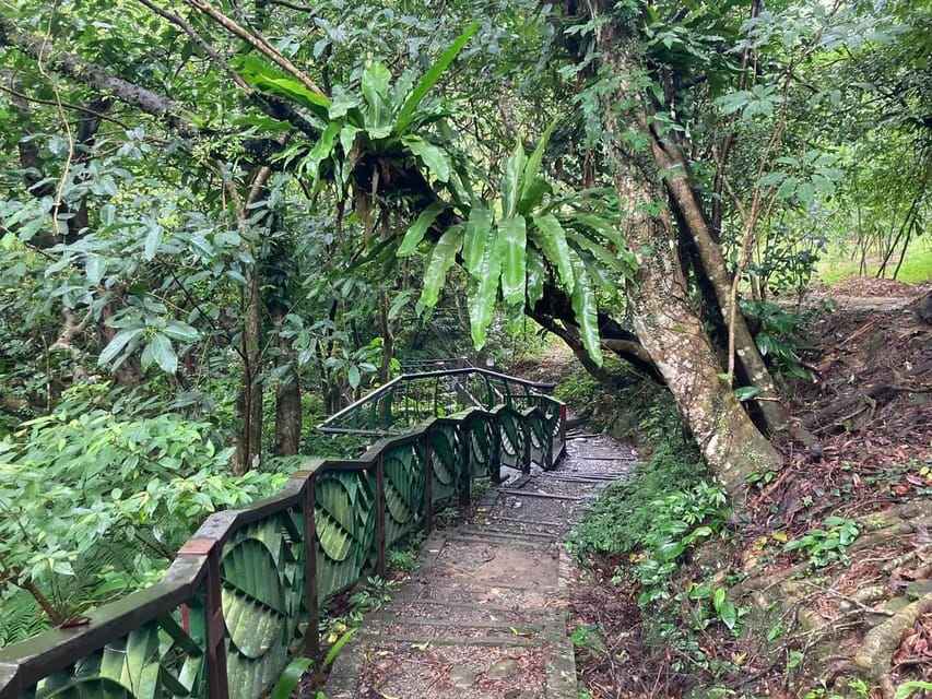 From Taipei: Pinglin Tea Culture and Maokong Guided Day Tour - The Pinglin tasting: the most rewarding hour