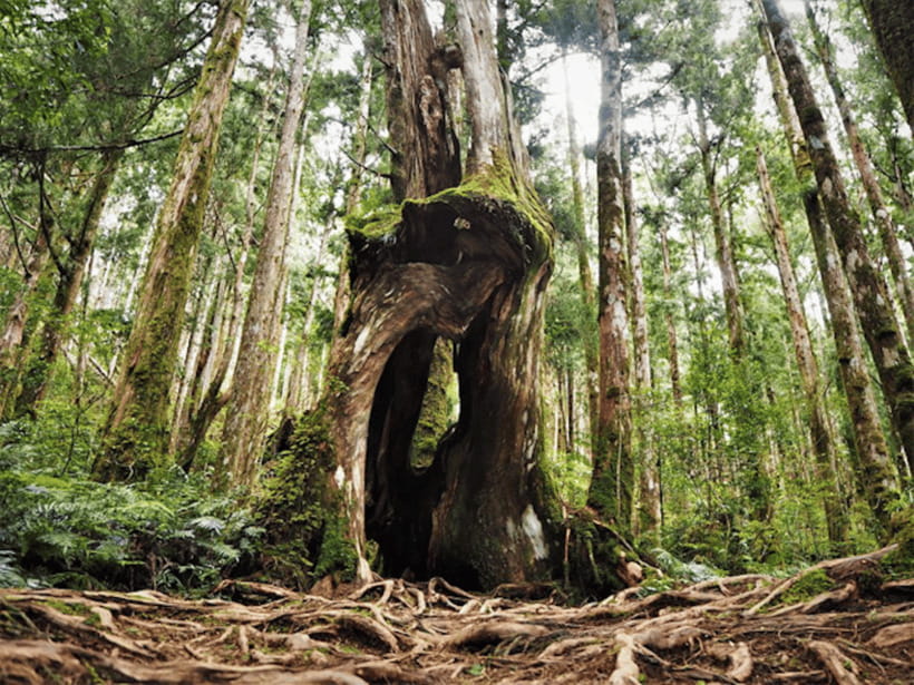 From Taipei: Taipingshan National Forest Private Day Tour - Key points at a glance
