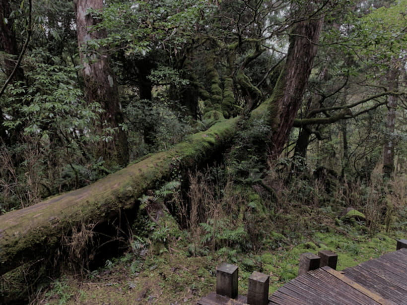 From Taipei: Taipingshan National Forest Private Day Tour - Taipingshan National Forest and the old mountain railway