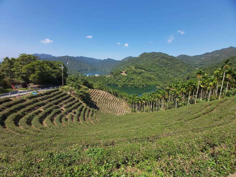 From Taipei: Thousand Island Lake and Pinglin Tea Plantation - Pinglin Tea Plantation and the making of Taiwanese tea