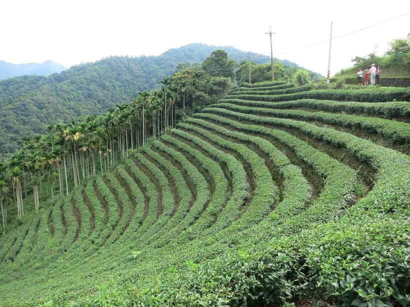 From Taipei: Thousand Island Lake and Pinglin Tea Plantation - Vehicles, group size, and comfort