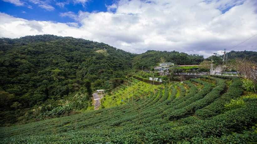 From Taipei: Thousand-Island Lake & Tea Museum Private Tour - What the guides add