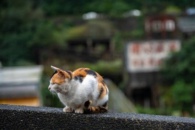 Jiufen, Shifen and Houtong Cat Village Private Tour - Key points at a glance