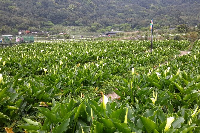 Keelung port pick up day tour ( private group) - Four very different sides of northeastern Taiwan