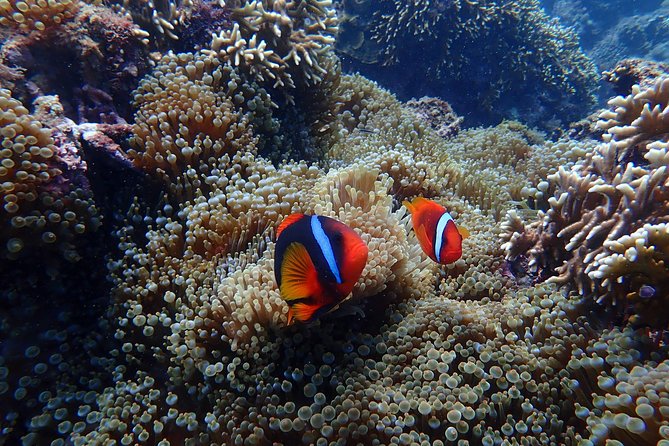 Kenting, Taiwan|Snorkeling Free underwater photography One-on-one with instructor|Taiwan Diving Snorkeling - Thirty to 40 minutes among fish and coral