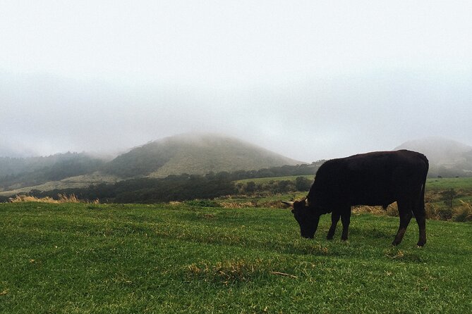 One Day Hike around Taipei's Yangmingshan National Park - From Taipei City to Yangmingshan’s Buffalo Grassland
