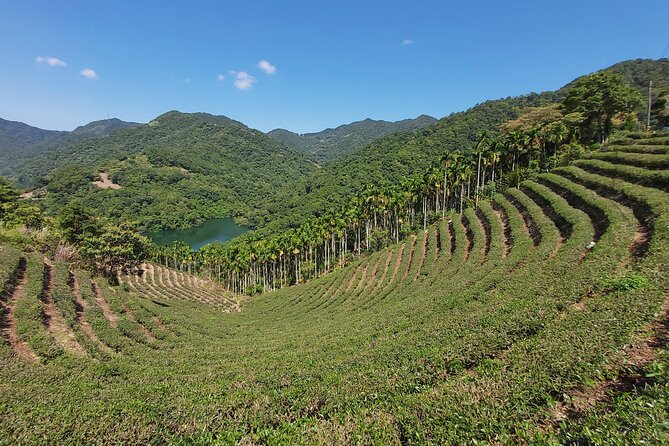 Pinglin Tea Culture & Maokong Day Tour from Taipei - Maokong Gondola and the first tea trails