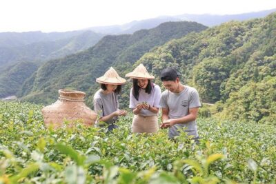 Private 1-Day Tea Experience in Taipei