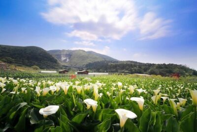 Private Yangmingshan & Beitou Tour from Taipei with Pickup