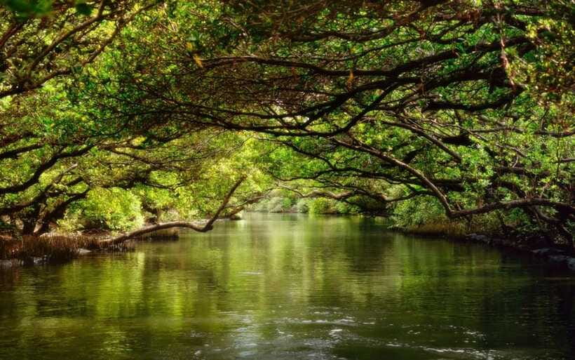 Tainan: Sicao Green Tunnel Scenic Boat Ride - Who Will Enjoy This Experience Most?