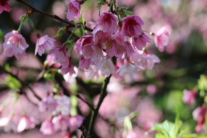 Taipei Cherry Blossom Day Tour to Yangmingshan and Tamsui - Yangmingshan’s long spring pause