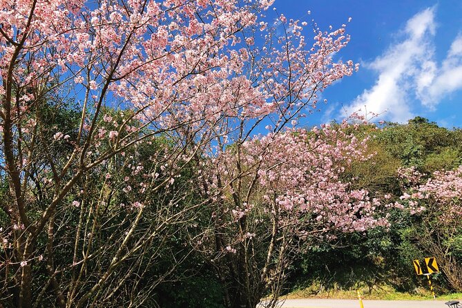 Taipei Cherry Blossom Day Tour to Yangmingshan and Tamsui - Lunch and the short Tamsui visit