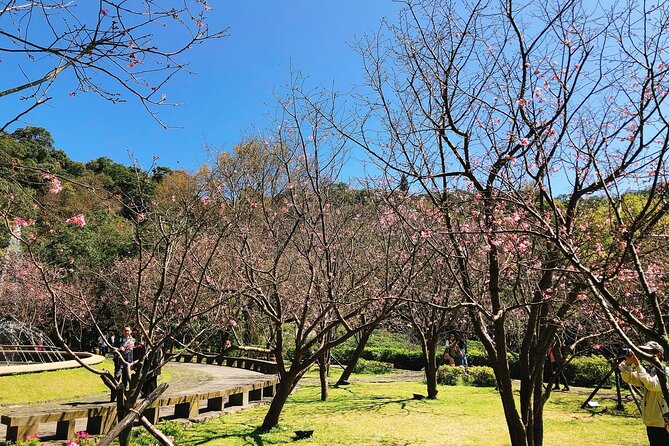 Taipei Cherry Blossom Day Tour to Yangmingshan and Tamsui - The guide can shape the day