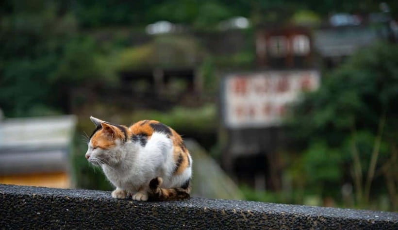 Taipei: Jiufen,Shifen & Houtong Cat Village Private Day Tour - Key points worth knowing