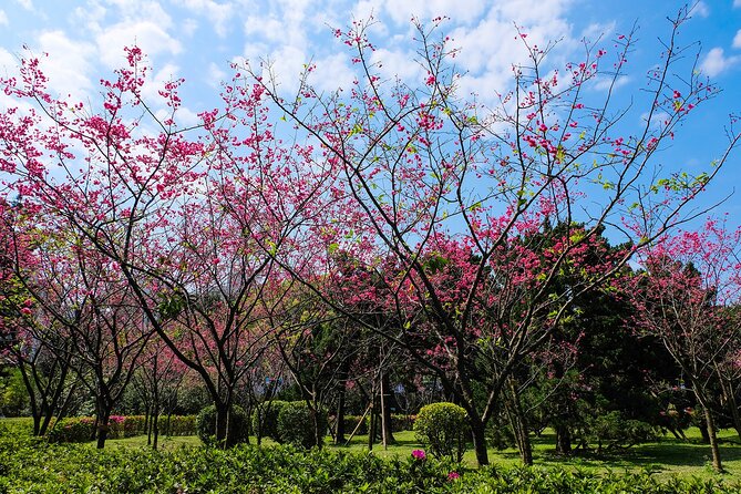 Taipei Timeout: Private 8-Hour Layover Adventures - Why this layover tour works