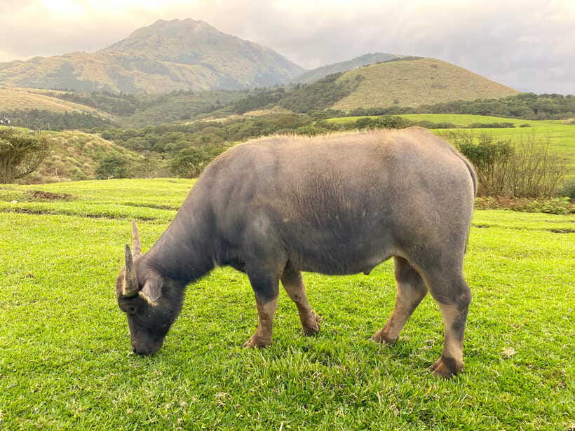 Taipei: Yangmingshan & Beitou Full-Day Tour - Walking, weather, and who should book