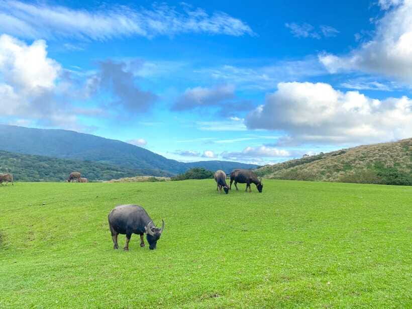 Taipei: Yangmingshan & Beitou Full-Day Tour - Beitou’s hot spring story, museum, and valley