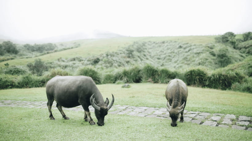 Taipei: Yangmingshan National Park Half-Day Tour - Who should book this Yangmingshan outing?