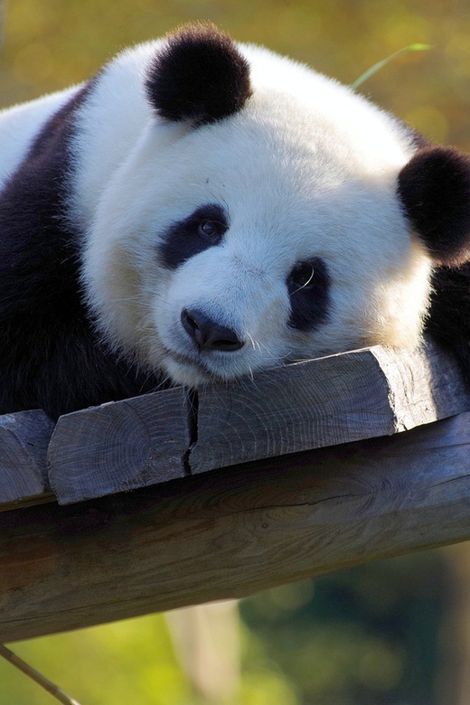 Taipei: Zoo Entrance Ticket - What you can see inside the zoo