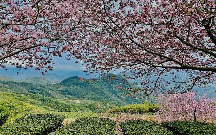 Taiwan: Alishan National Forest Recreation Area E-ticket - Why Alishan is worth the mountain trip