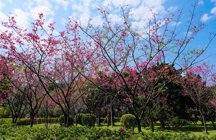 Taiwan Taipei: 8-Hour Customized Taipei City Exploration! - Confucius Temple and the quieter side of Taipei