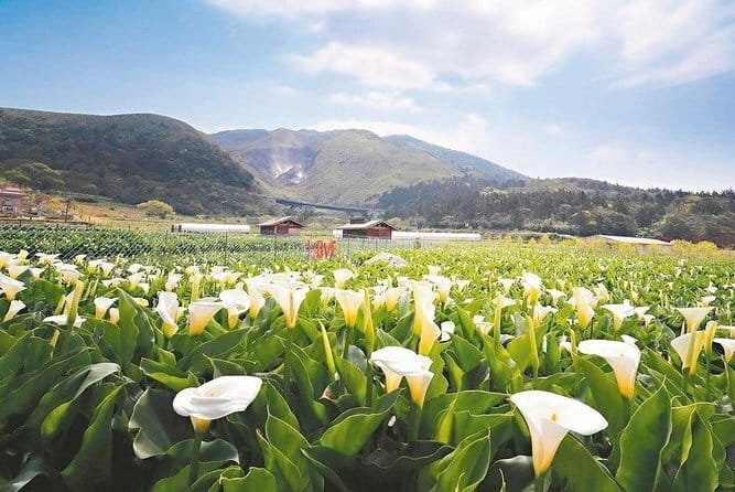 Taiwan TST : Private Tour Taipei, Yangmingshan, Beitou, Tamsui - The driver makes or breaks the day