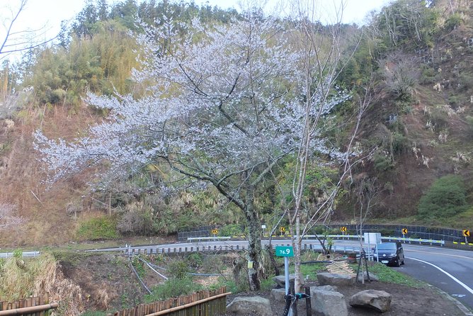 Two-day Sun Moon Lake & Alishan Forest Park Tour Package - Price, extra costs, and overall value